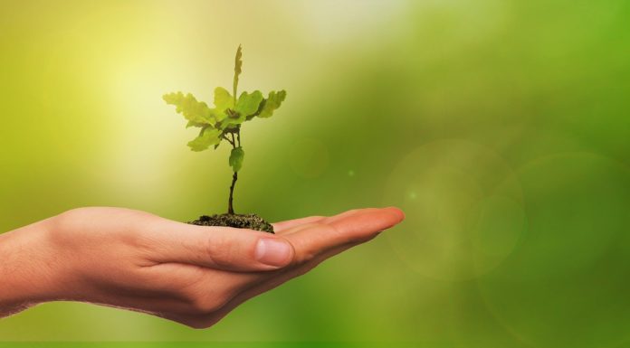 2020-ban is igényelhetnek facsemetéket az ingatlantulajdonosok