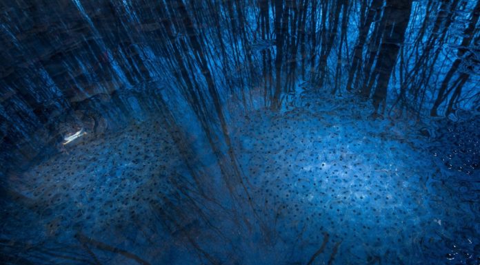 Online jelentkezik az év természetfotósa