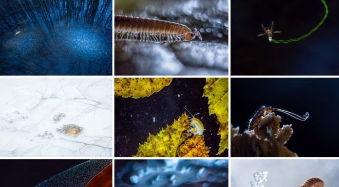 Gödi lett az év természetfotósa