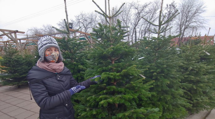 Hol és mennyiért vehetünk karácsonyfát Gödön?