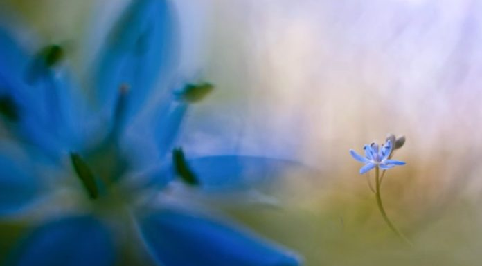 Az év természetfotósának kedvenc helyszíne Göd