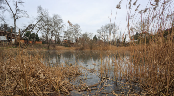 Csendes szépség – téli fotók Gödről