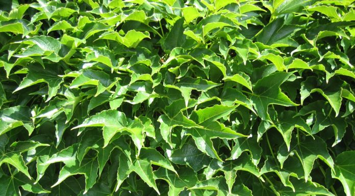 Lesz-e zöldfal a Samsung és a város között?