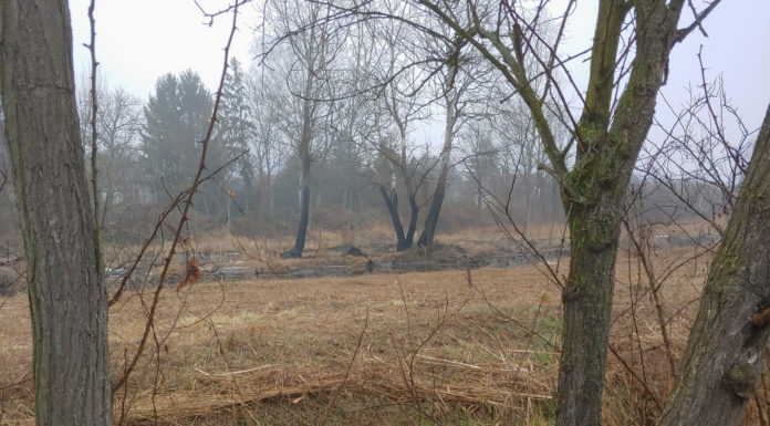 Tűz Gödön: lángolt a nádas