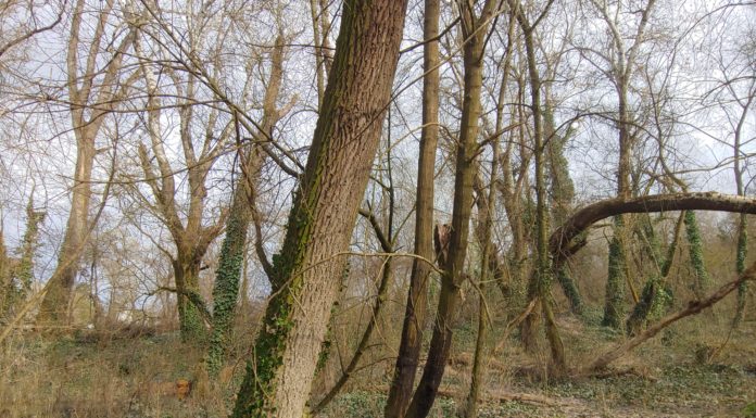 Változásokat hoz a tavasz a Feneketlen-tó környékén