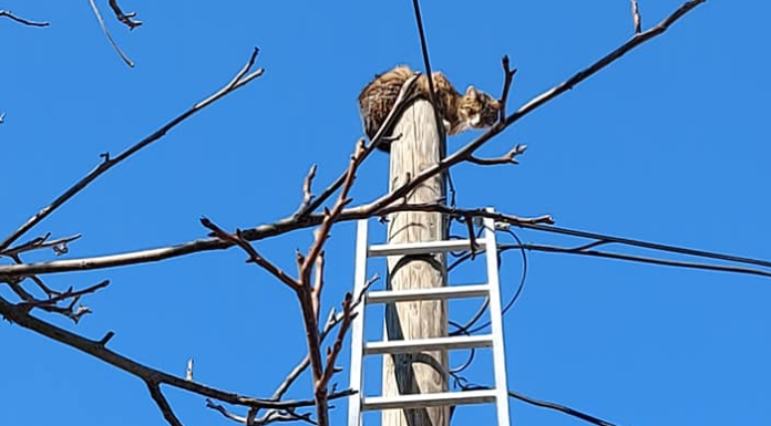 Gödi cicát szedtek le a villanyoszlopról a váci tűzoltók