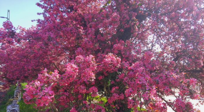 Gyönyörű tavaszi színek Felsőgödön