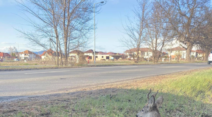 Nem élte túl a szerencsétlenül járt vad
