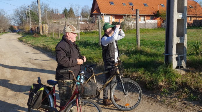 Madárfigyelők – tavaszi számlálás Gödön