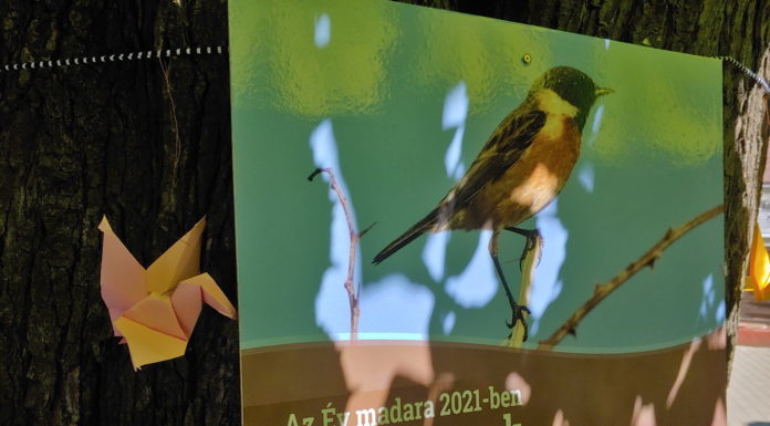 Játék a madarak és fák napja alkalmából