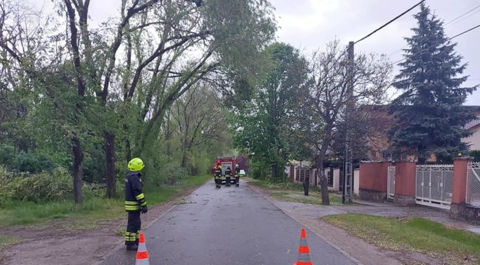 Fákat döntött ki és tépázott meg az esti vihar Gödön