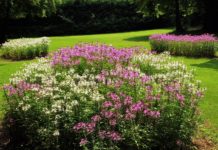 Csaknem 80 díjjal ismerték el a Virágos Magyarország verseny idei nyerteseit