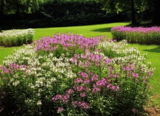 Csaknem 80 díjjal ismerték el a Virágos Magyarország verseny idei nyerteseit