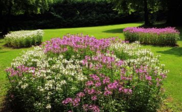 Csaknem 80 díjjal ismerték el a Virágos Magyarország verseny idei nyerteseit