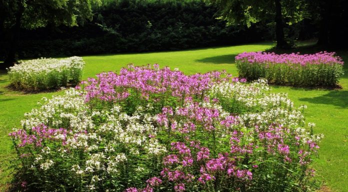 Tegyünk együtt a virágos Pest megyéért!