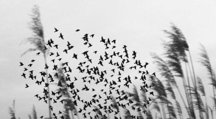 Díjazták a Pest megyei örökségekről készült legjobb fotókat