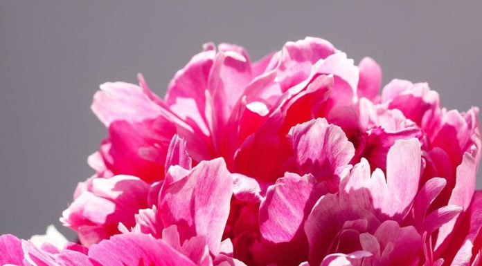 Vesszőparipa-készítés a Kincsem Udvarházban