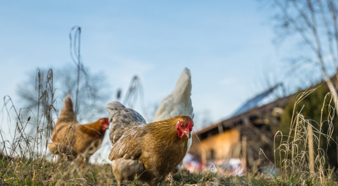 Róka vagy nyest? Szavazzon!