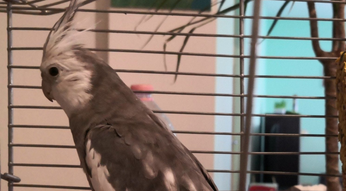 Mit tegyünk, ha megszökik Gödön egy papagáj?