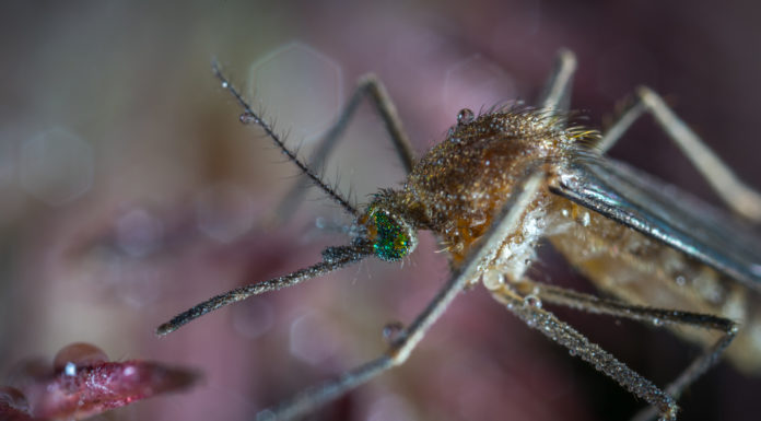 Újabb szúnyoggyérítés lesz Gödön