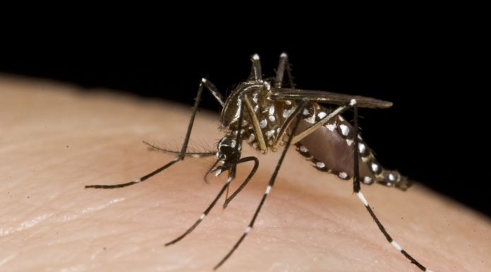 Kedden már tizedelik a szúnyogokat Gödön