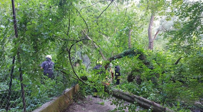 Eltávolították a kidőlt fát a sétányról