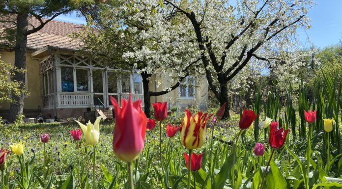 Zenit – új iskola indul Gödön