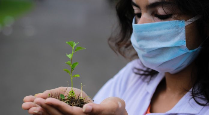 Most ingyen hozzájuthat a facsemetékhez