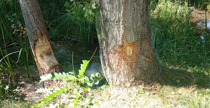 Szorgos hódok pucolták ki a patakmedret Gödön, de a fákat is megrágták