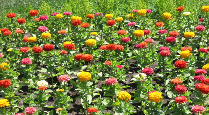 Virágzó közösség díjat nyert Göd!