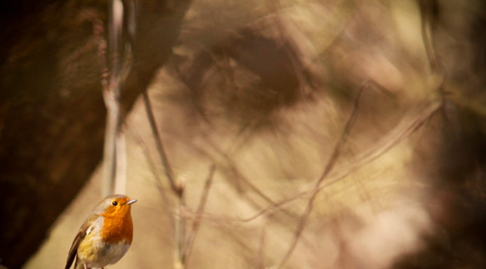 Segítsen eldönteni, melyik a legszebb gödi kép!