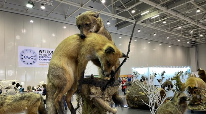 A viza, az agancskapu és az oroszlán