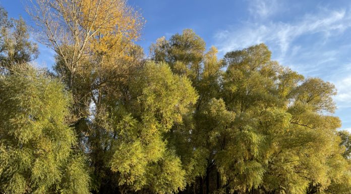 Igen, át lehet menni Gödön a szigetre!