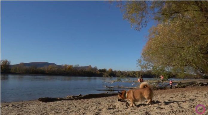 Maci kutyával kirándultunk a gödi Duna-parton
