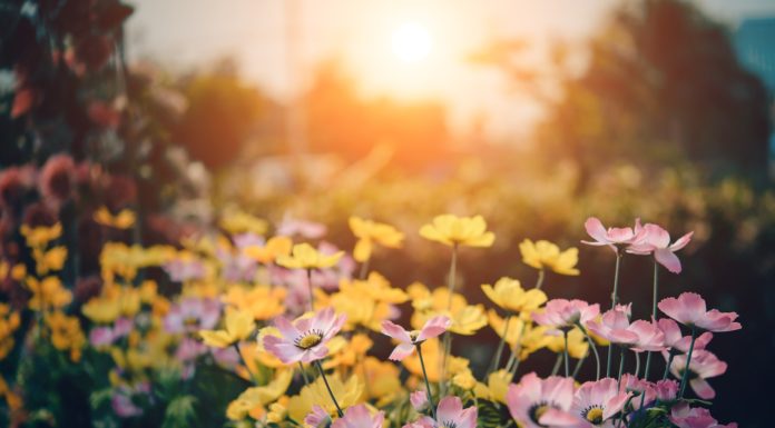 Átadták a Virágos Magyarország díjakat: Göd Virágzó közösség lett!