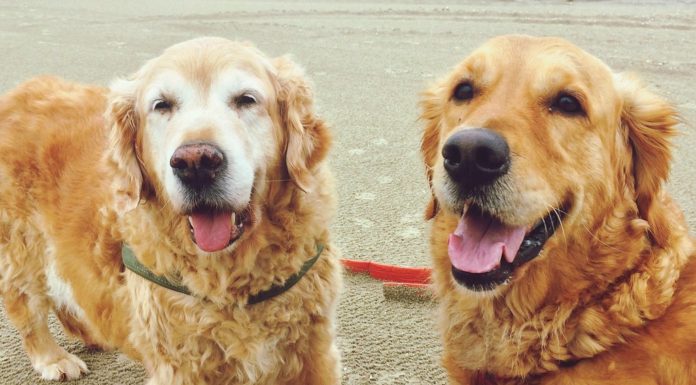 Ezt tegye, ha rémült kutyája világgá rohanna szilveszterkor!