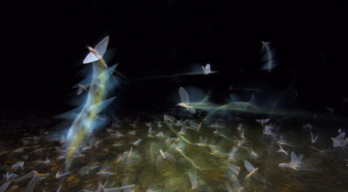 A legszebb, a legkedvesebb és a legcukibb – ilyen volt az év a Gödi Hírnökkel