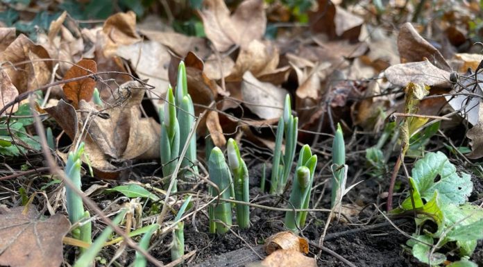 Már a hóvirág is nyílik Gödön