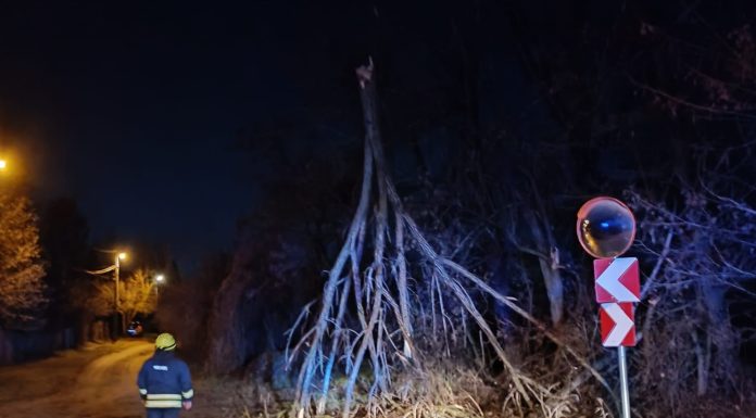 Fa dőlt ki az esti viharban Gödön