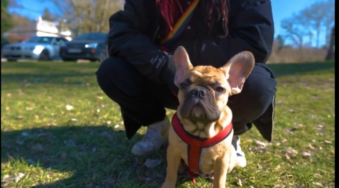 Négylábú kalandok a gödi Feneketlen-tónál
