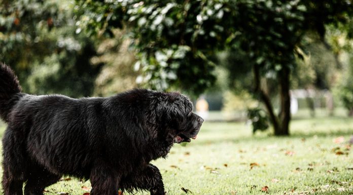 Újabb kutyamérgezés Gödön?