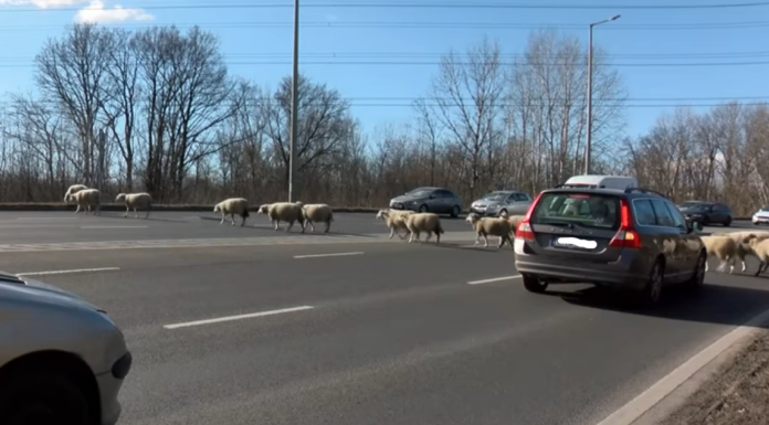 Nem először masíroztak birkák a Váci út külső szakaszán