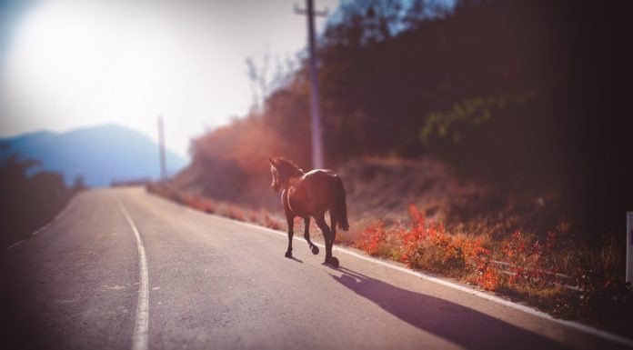 Befogták a Dunakeszin elszabadult versenylovat
