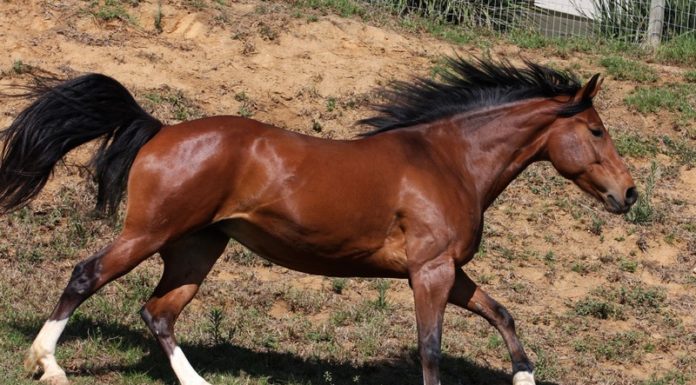 Még Gödre is átfuthat a Dunakeszin elszabadult versenyló