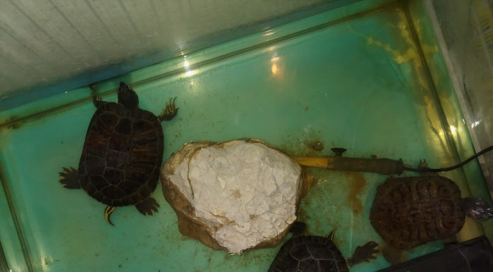 Kreatív csomagok és teknősök a felsőgödi papírboltban