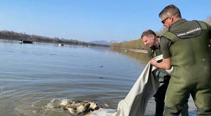 10 mázsányi pontyot telepítettek Gödnél a Dunába