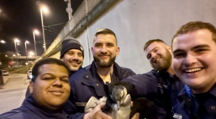 Pingvint fogtak Budapesten, a Dózsa György úton