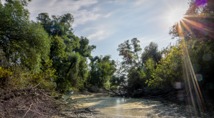 Így ápolják a gödi fákat