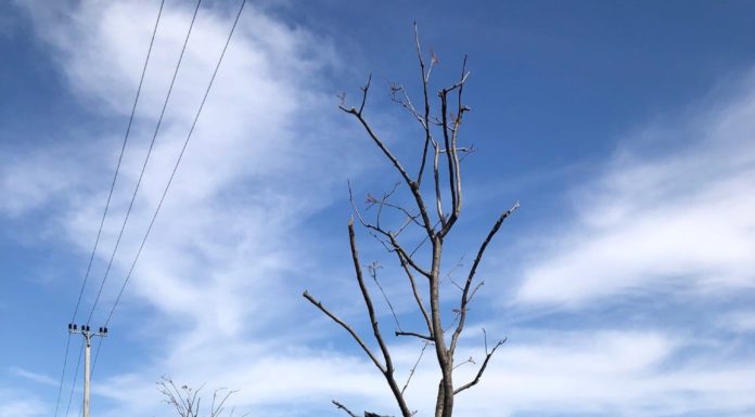 Csörgőfákat ültettek Alsógödön