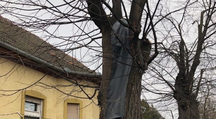 Fákat mentettek Gödön